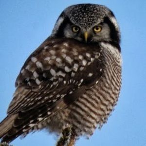 Meet your Posher, Robin